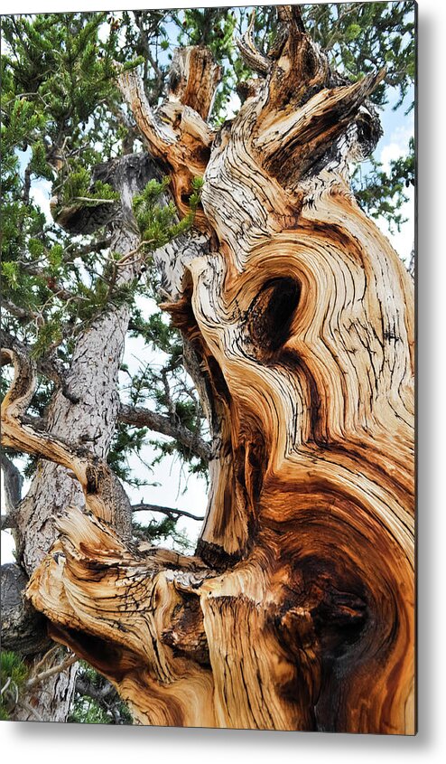 Great Basin National Park Metal Print featuring the photograph Bristlecone Pine Tree Portrait by Kyle Hanson