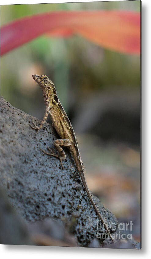 Brown Anole Metal Print featuring the photograph Brown Anole Female in a Garden by Nancy Gleason