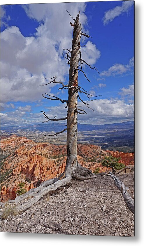 Bryce Canyon National Park Metal Print featuring the photograph Bryce Canyon National Park - Still standing by Yvonne Jasinski
