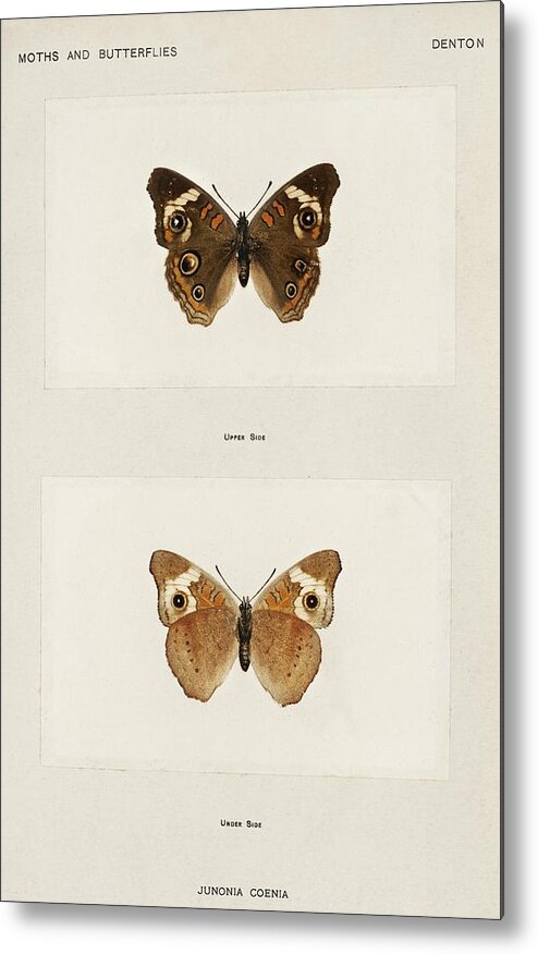 America Metal Print featuring the painting Buckeye Junonia Coenia from Moths and butterflies of the United States 1900 by Sherman F Denton 1856 by Les Classics