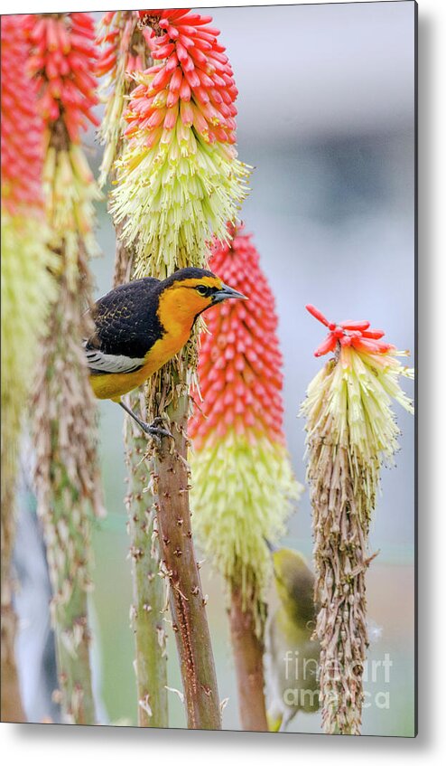 Kmaphoto Metal Print featuring the photograph Bullock's Oriole Pair by Kristine Anderson