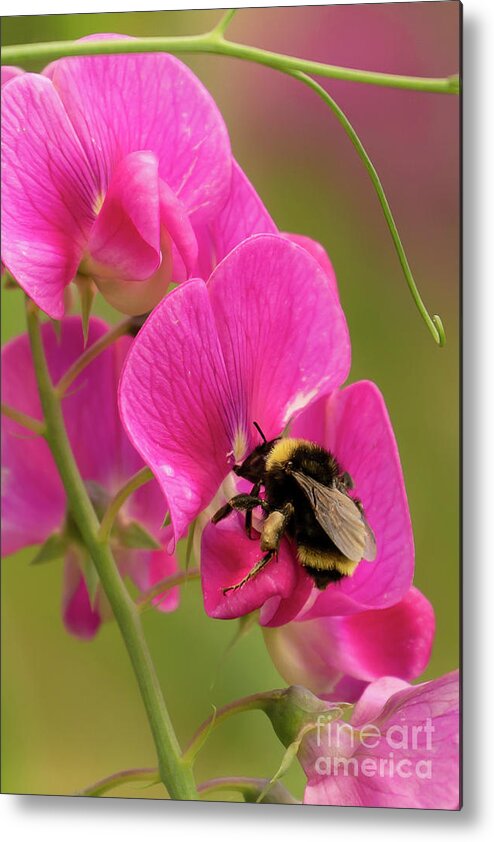 Bombus Californicus Metal Print featuring the photograph Bumble Bee on Peavine #1 by Nancy Gleason
