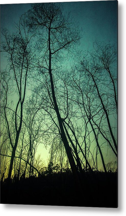 Trees Metal Print featuring the photograph Burnt Forest Trees by Carlos Caetano