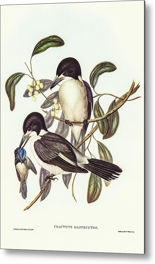 Butcher-bird Metal Print featuring the drawing Butcher-Bird, Cracticus destructor by John Gould