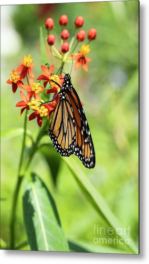 Wayne Moran Photograpy Metal Print featuring the photograph Butterflies and Flowers West Martello Tower Key West Garden Club Key West Florida by Wayne Moran