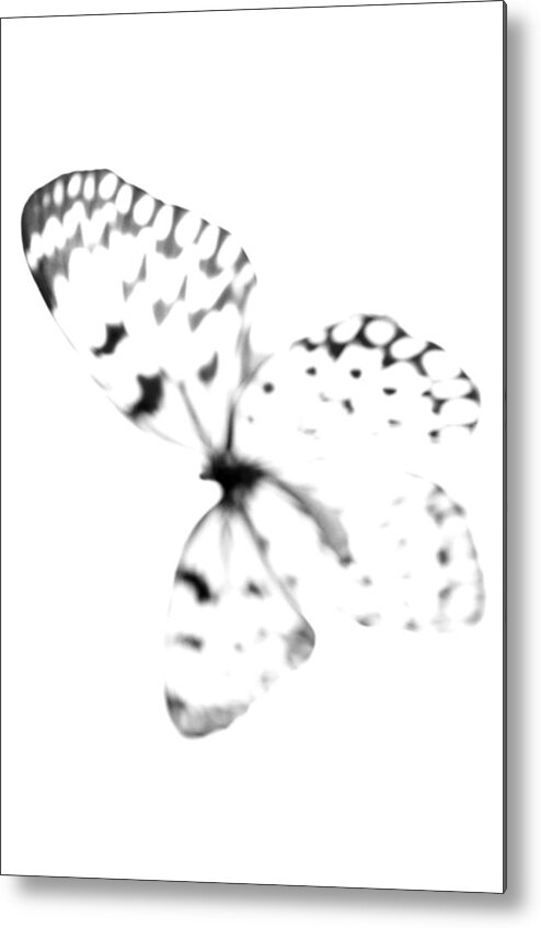 Butterfly Metal Print featuring the photograph Butterfly Blanc - Minimal Abstract Black And White by Marianna Mills