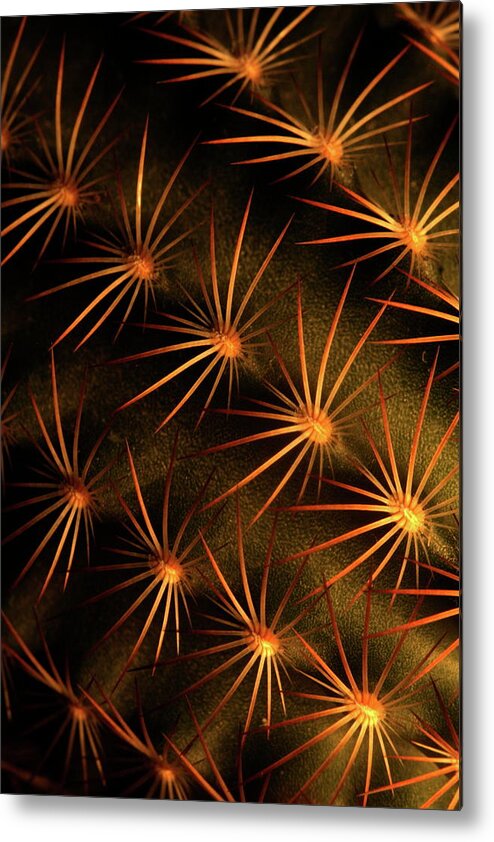  Metal Print featuring the photograph Cactus 9519 by Julie Powell