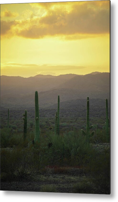 Landscape Metal Print featuring the photograph Cactus Huddle by Go and Flow Photos