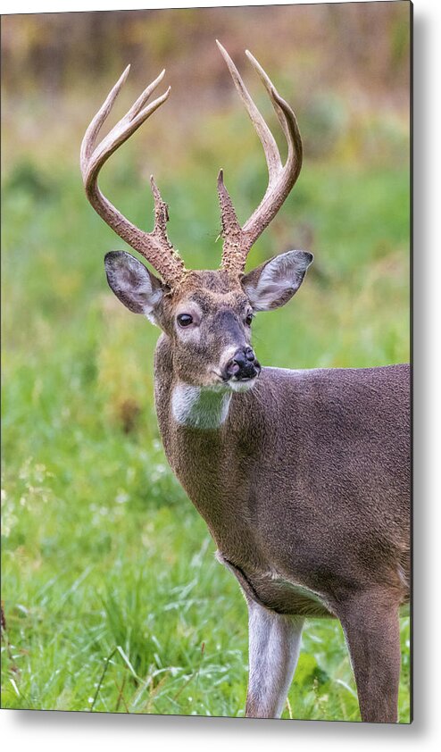  Metal Print featuring the photograph Cade's Cove Buck by Jim Miller