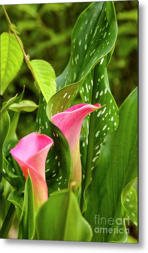  New England Metal Print featuring the photograph Calla Lilies by Erin Paul Donovan