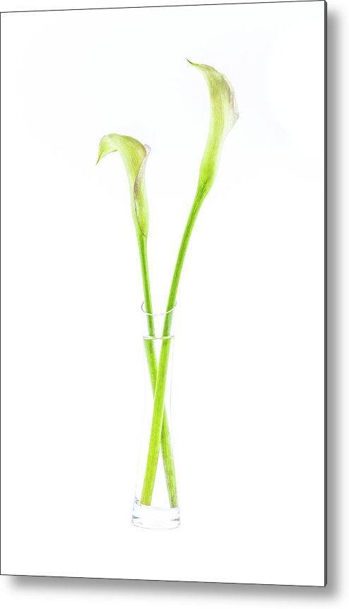 Calla Metal Print featuring the photograph Calla lily in glass vase by Viktor Wallon-Hars