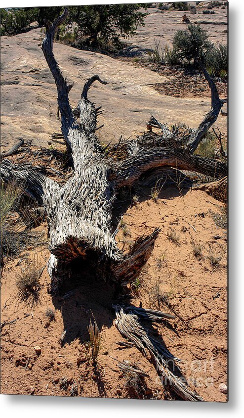 Canyonlands National Park Metal Print featuring the photograph Canyonlands Spiny Tree Trunk by Bob Phillips