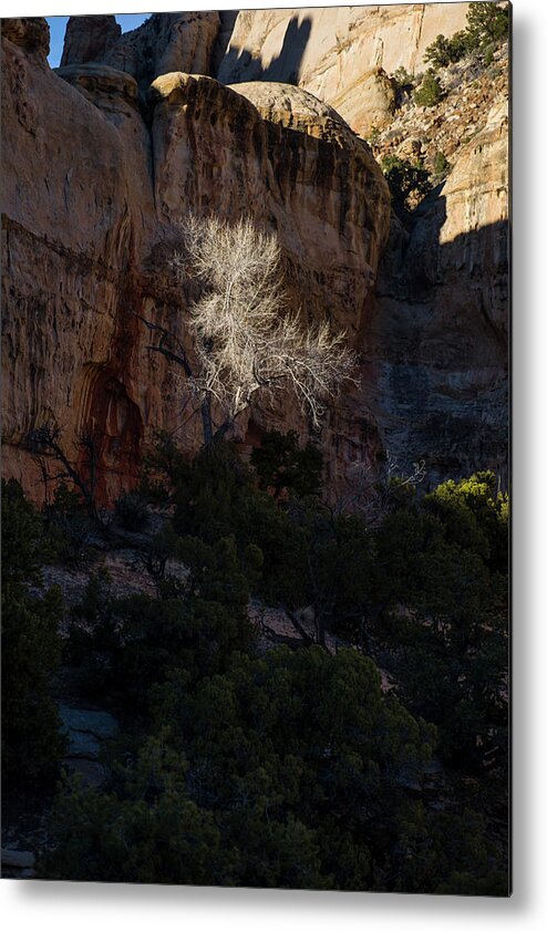Young Metal Print featuring the photograph Capitol Reef National Park by David L Moore