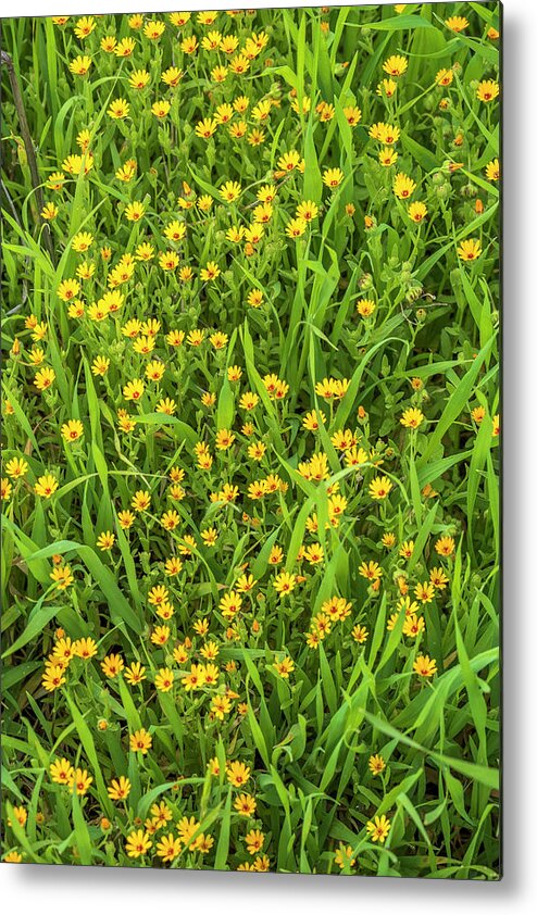 Yellow Metal Print featuring the photograph Carpet of yellow flowers by Dubi Roman