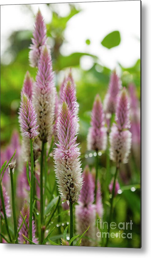 New England Metal Print featuring the photograph Celosia spicata...Pink Flamingo by Erin Paul Donovan