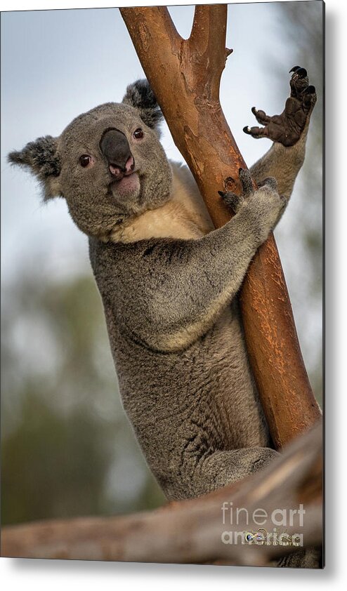 San Diego Zoo Metal Print featuring the photograph Check My Mighty Claw by David Levin