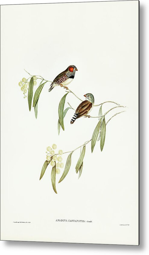 Chestnut-eared Finch Metal Print featuring the drawing Chestnut-eared Finch, Amadina castanotis by John Gould
