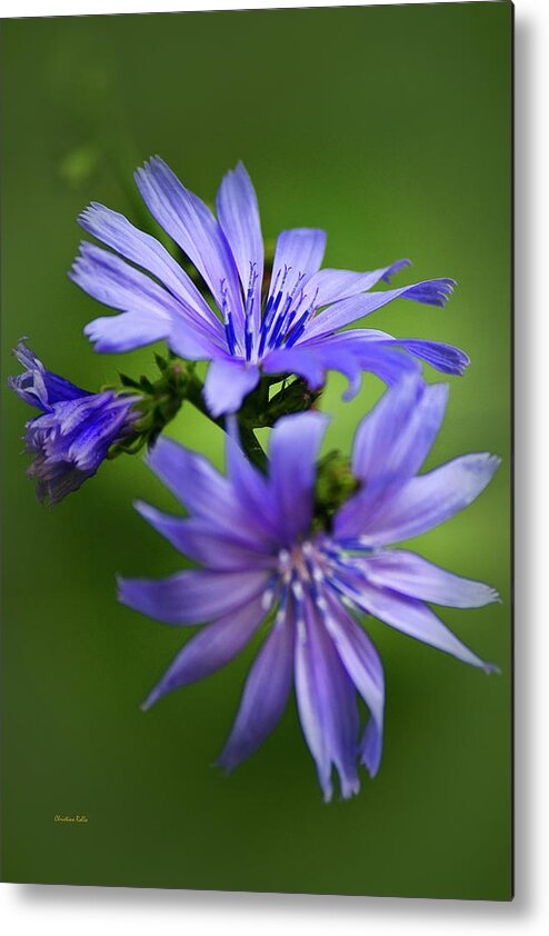 Chicory Metal Print featuring the photograph Chicory Flowers by Christina Rollo