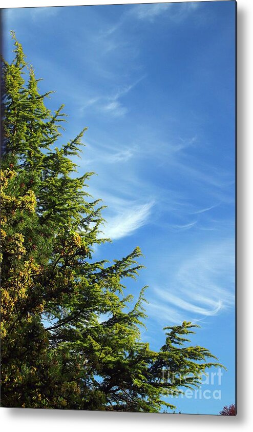 Clouds Metal Print featuring the photograph Clouds Imitating Trees by Kimberly Furey
