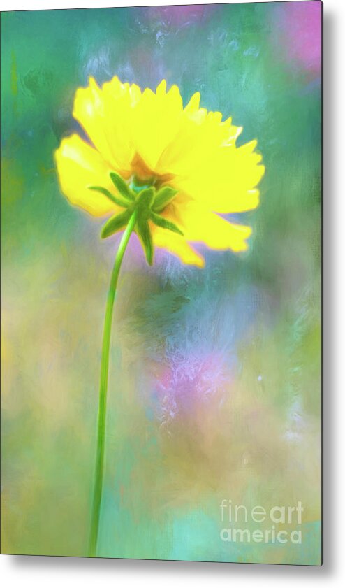 Coreopsis Metal Print featuring the photograph Colorful Coreopsis by Anita Pollak