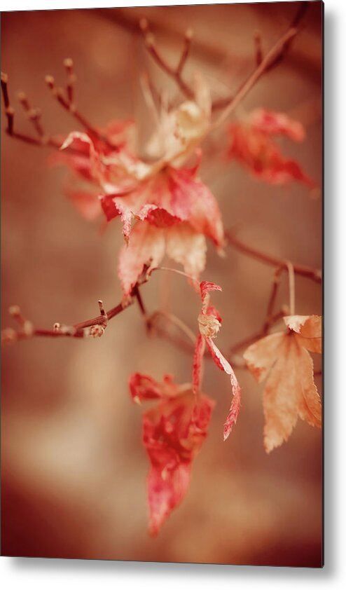 Autumn Metal Print featuring the photograph Colors of Autumn by Toni Hopper