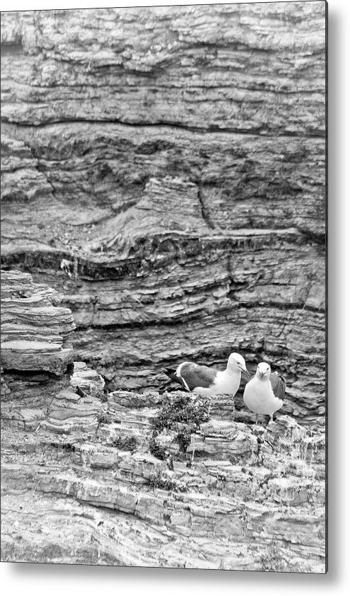 Seaguls Metal Print featuring the photograph Comfort on the Cliff by Gina Cinardo