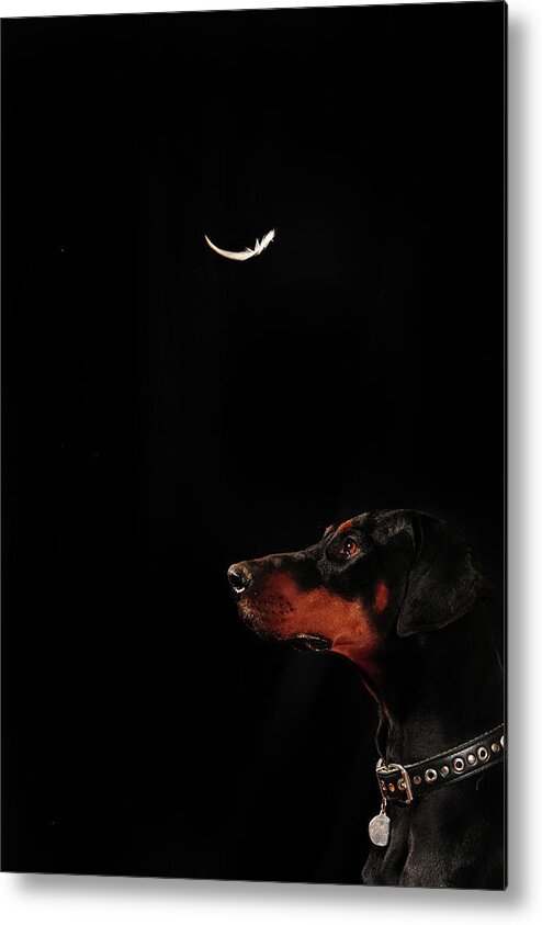 Black Metal Print featuring the photograph Concentration by Randi Grace Nilsberg