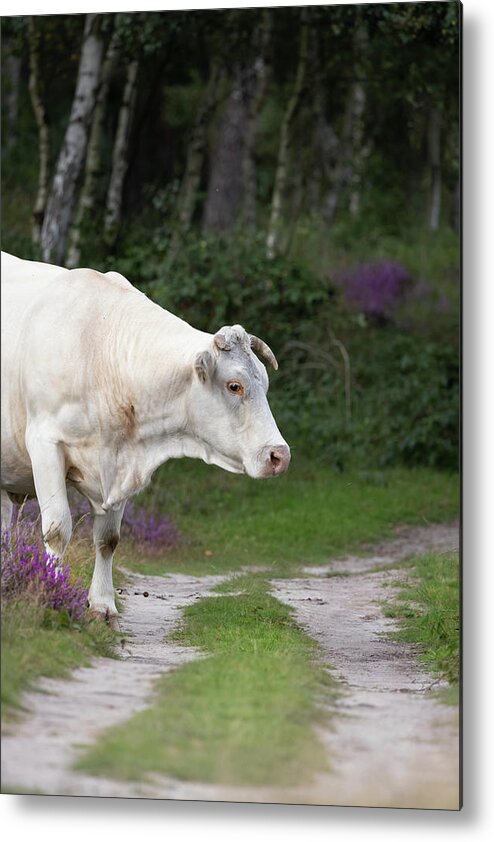 Cow Metal Print featuring the photograph Cow in the Forest by MPhotographer