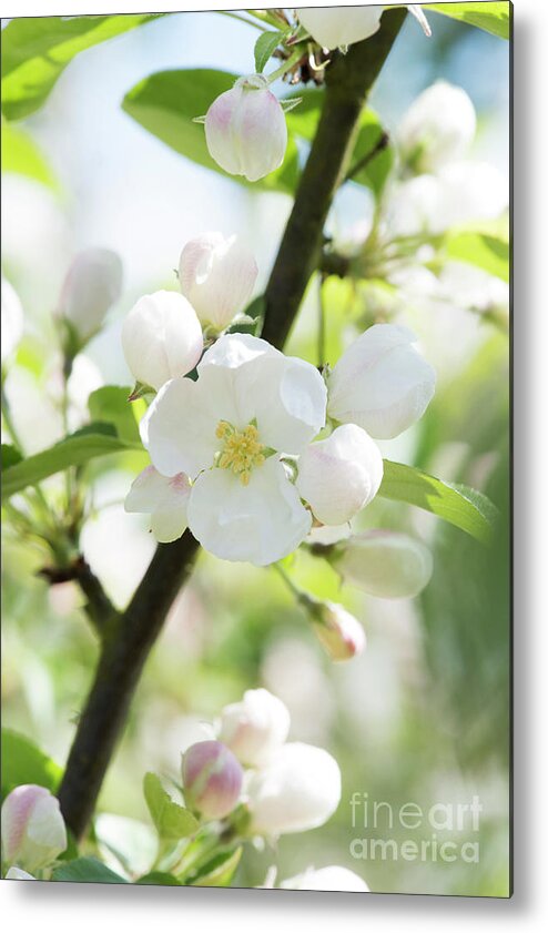 Malus X Robusta Red Siberian Metal Print featuring the photograph Crab Apple Tree Blossom by Tim Gainey