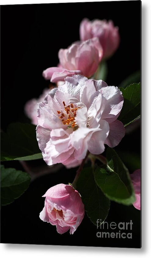 Bubbleblue Metal Print featuring the photograph Crabapple Flowers by Joy Watson