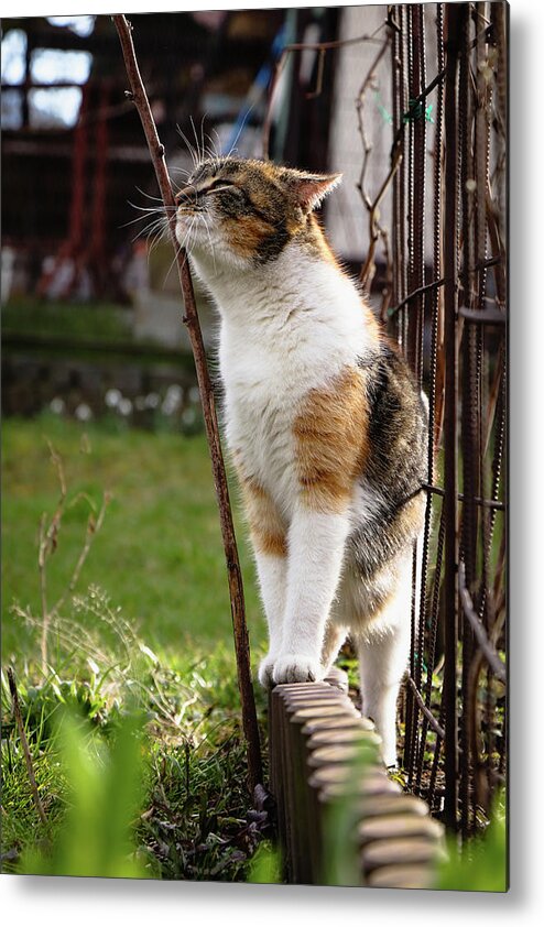 Cat Metal Print featuring the photograph Cuddly cat scratches on a twig in the orchard. by Vaclav Sonnek