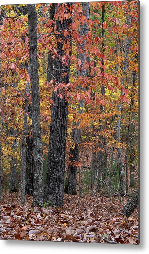 Cumberland Plateau Metal Print featuring the photograph Cumberland Autumn Colors by Cascade Colors