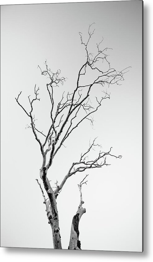 Tree Metal Print featuring the photograph Cuyamaca Claws by Alexander Kunz