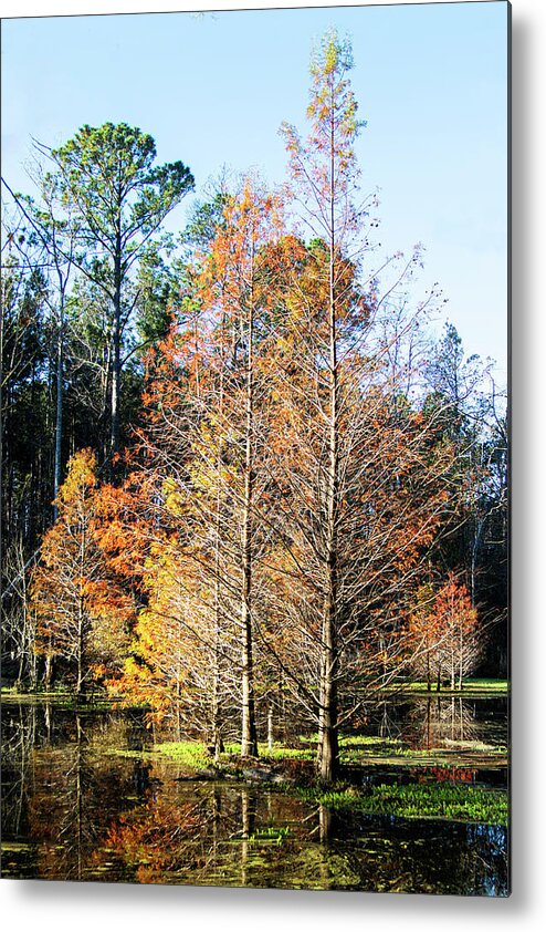 Cypress Metal Print featuring the photograph Cypress Tree in the Swamp in Fall Foliage by Bob Decker
