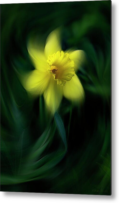 Daffodil Metal Print featuring the photograph Daffodil by Marty Saccone