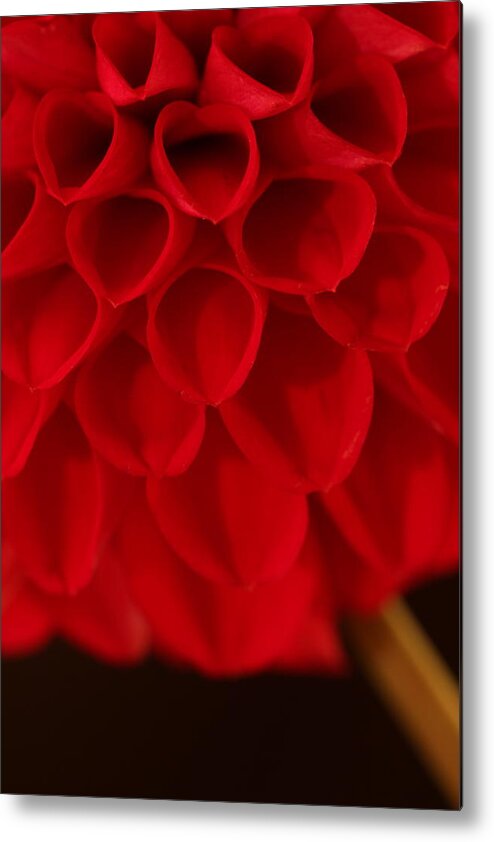 Flower Metal Print featuring the photograph Dahlia 4384 by Julie Powell