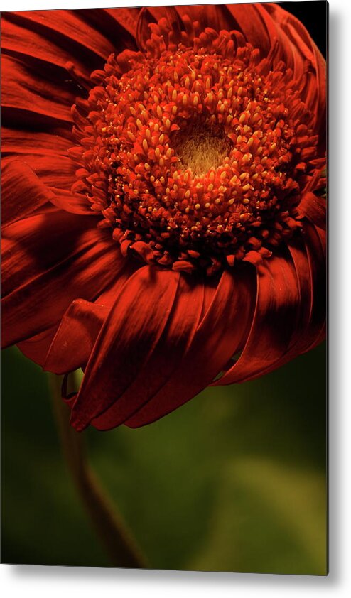 Flower Metal Print featuring the photograph Daisy 9783 by Julie Powell