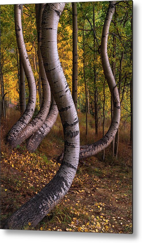 Aspens Metal Print featuring the photograph Dancing by Chuck Jason