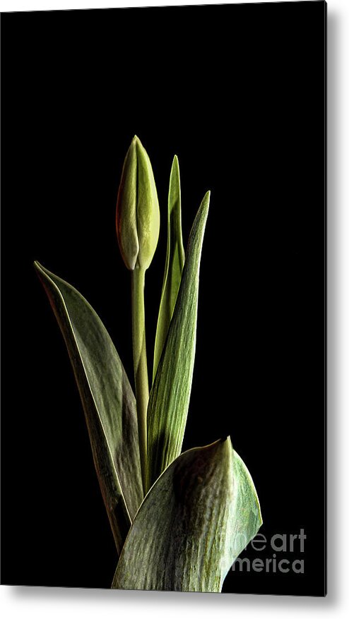 Tulip Metal Print featuring the photograph Dark Tulip by Coral Stengel