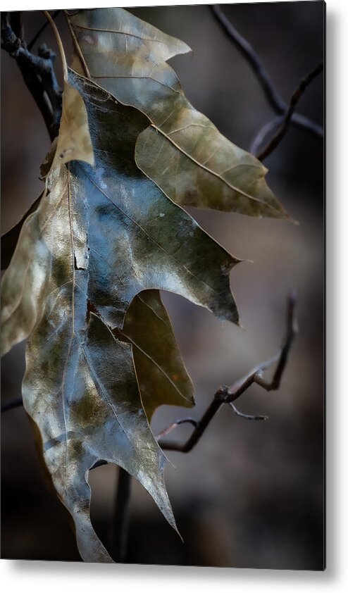 Tree Metal Print featuring the photograph Leaf Lustre by Linda Bonaccorsi