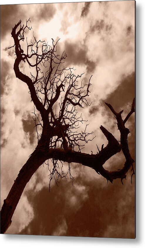 Nature Metal Print featuring the photograph Dead Nature by Alina Oswald