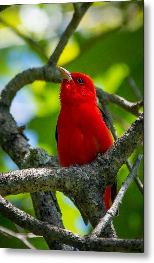 Bird Metal Print featuring the photograph Decked out in Scarlet by Linda Bonaccorsi