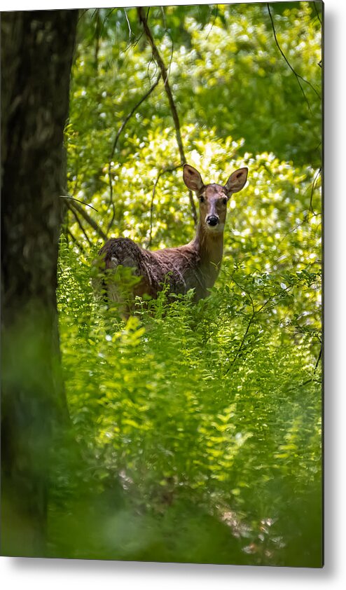 Deer Metal Print featuring the photograph Deer in the Ferns by Linda Bonaccorsi