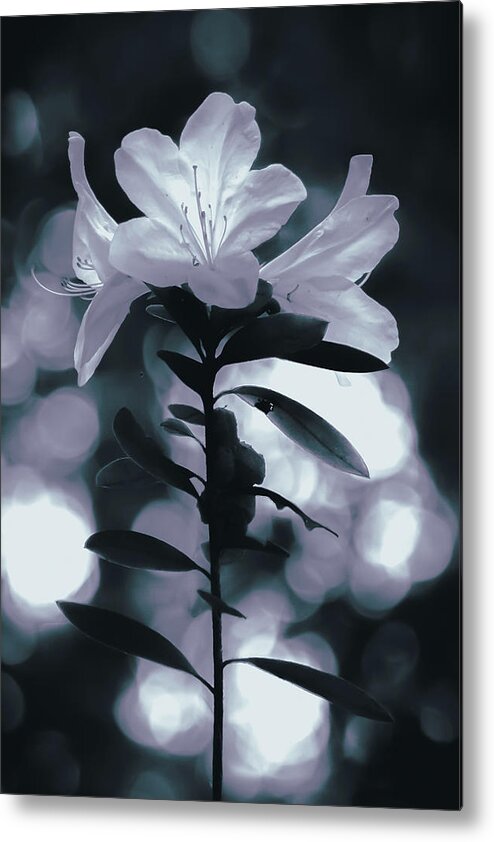 Flowers Metal Print featuring the photograph Delicate Trio by Mireyah Wolfe