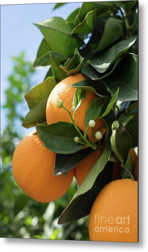 Orange Blossom Metal Print featuring the photograph Delicious oranges and white buds, orange blossom in Spain by Adriana Mueller