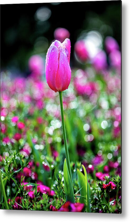Pink Tulip Flowers Metal Print featuring the photograph Delightful by Az Jackson