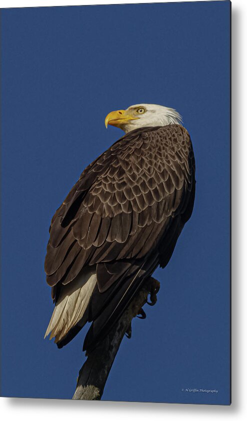Minnowbrook Eagle Metal Print featuring the photograph Diligence by Al Griffin