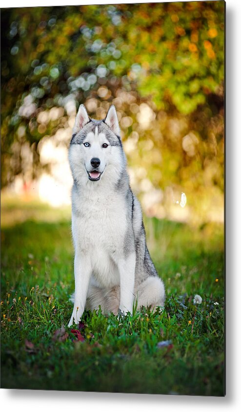 Grass Metal Print featuring the photograph Dog Husky Sits And Looks At The Camera by Ksuksa