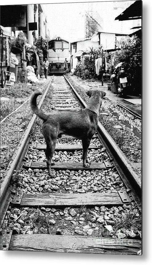 Train Metal Print featuring the photograph Dog Meets Train by Dean Harte
