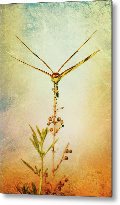 Dragonfly Metal Print featuring the photograph Dragonfly by Carolyn Hutchins